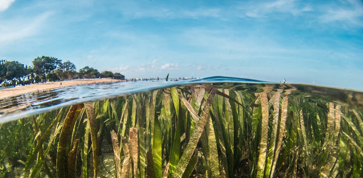 Split underwater view of a healthy seagrass habitat showing Founding Fish Network's efforts.
