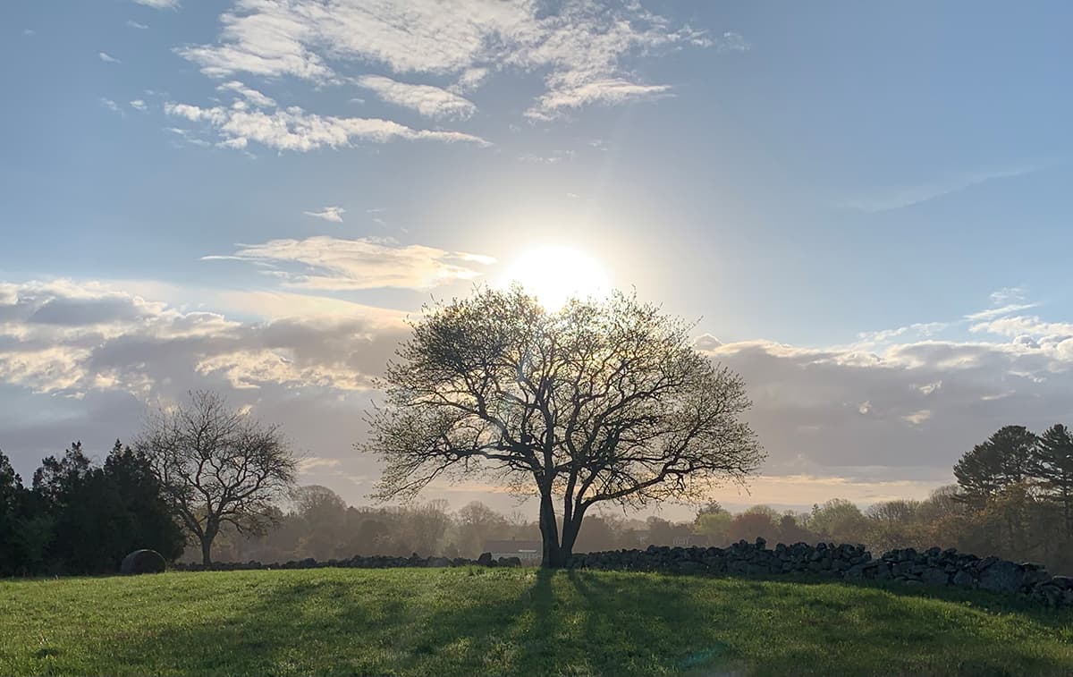 Solitary tree with a traditional New England stone wall at sunset on open farmland protected by Westerly Land Trust.
