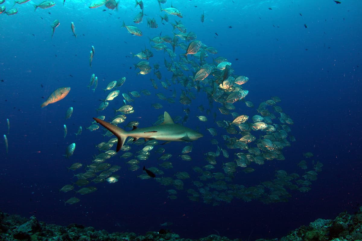 Shark swimming through a school of fish representing the Atlantic marine ecosystems Founding Fish Network protects.